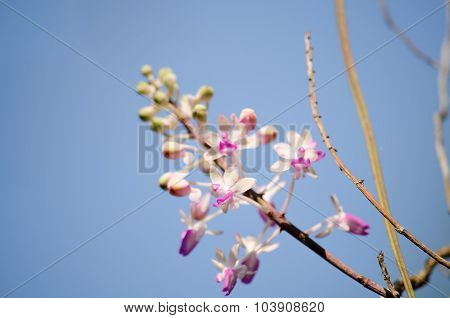 Seidenfadenia Mitrata Is Native To Thailand And To Myanmar Burma