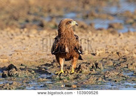 Yellow-billed kite (Milvus aegyptius) at a waterhole, Kalahari desert, South Africa