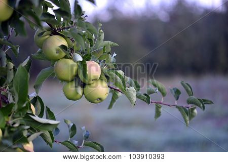 Red apples in an orchard early on the morning