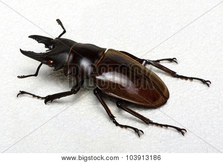 Stag beetle isolated on background
