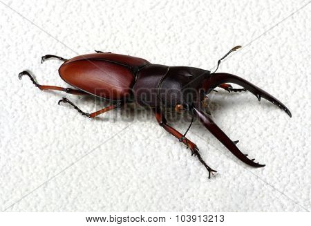 Stag beetle isolated on background
