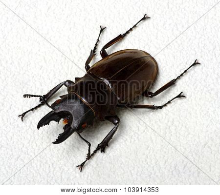 Stag beetle isolated on background