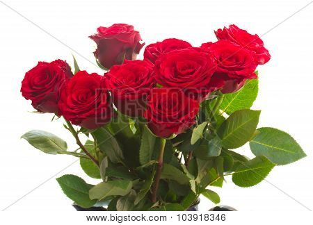 red roses in blue pot