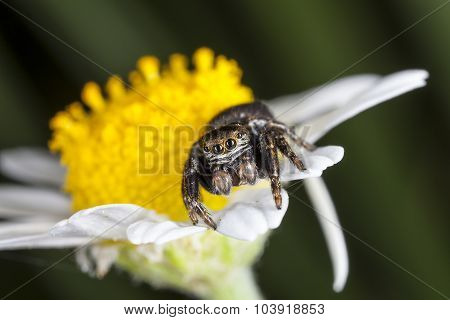 spider jumper