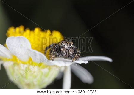spider jumper