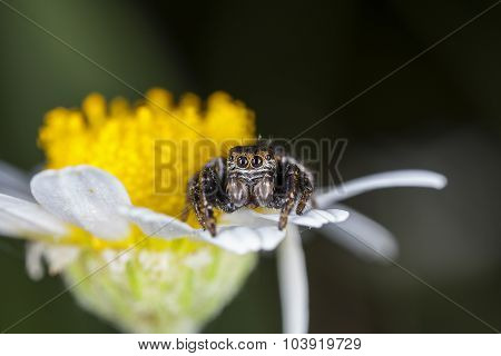 spider jumper
