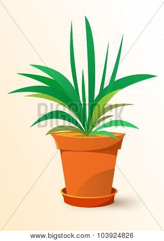 green Chlorophytum plant in a pot