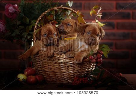 Group Bordeaux Puppy Dog Sitting In A Basket. Autumn Portrait