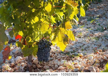 Vineyard Close Up
