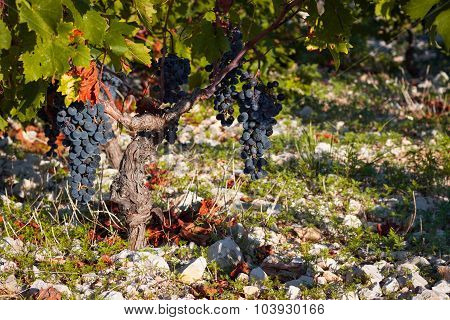 Vineyard Close Up
