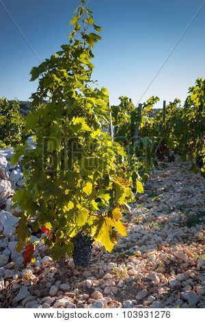 Primosten Babic Vineyard
