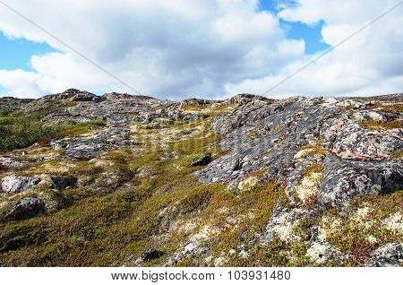 Tundra Vegetation Landscape In Summer