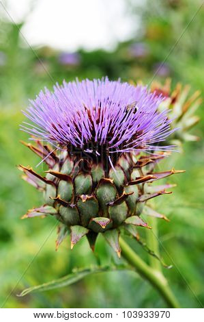 Fresh Artichoke Flower In Field Garden Bio