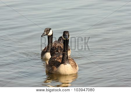 Two Canada Geese in Lake