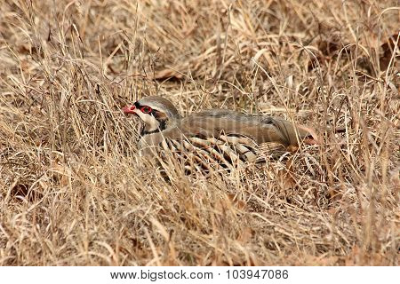 Chukar Bird Hiding in Grass