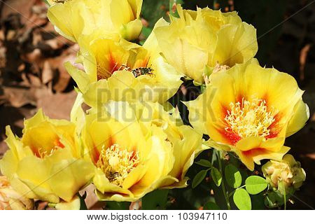 Prickly Pear Cactus Blossoms and Bug