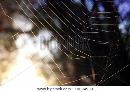 Web