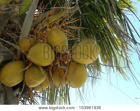 Coconut