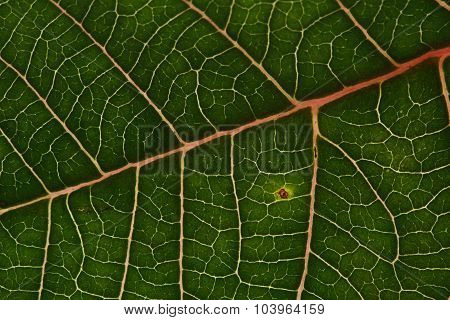 Green Leaf Texture Background Of Poinsettia Christmas Tree