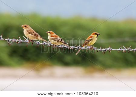 Birds Three Perched On The Barb
