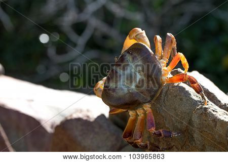 Hairy Leg Mountain Crab, Tachai Island,Thailand