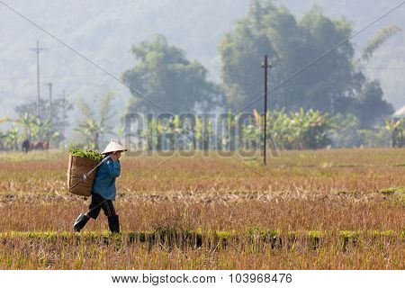 MAI CHAU, VIETNAM, DECEMBER 20, 2014 : A farmer is carrying a basket of fodder in the harvested rice field in the village of Mai Chau, Vietnam.