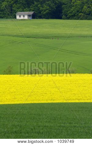 Gele en groene velden