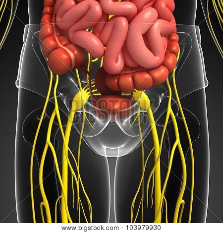 Human Pelvic Girdle Nervous And Digestive System Artwork