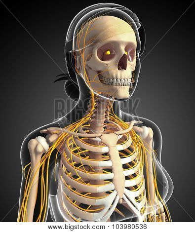 Female Ribcage And Nervous System Artwork