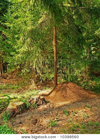 Mierenhoop