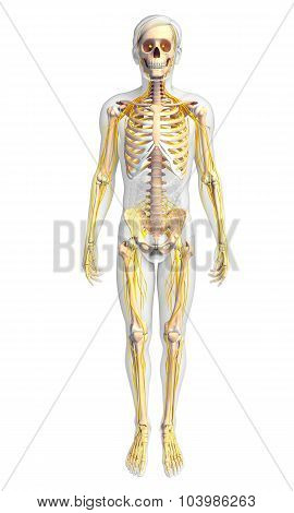 Male Skeleton And Nervous System Artwork