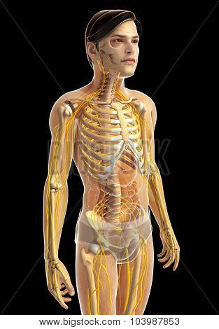 Human Nervous System Artwork