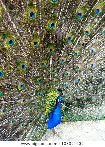 This is a photograph of a male peacock