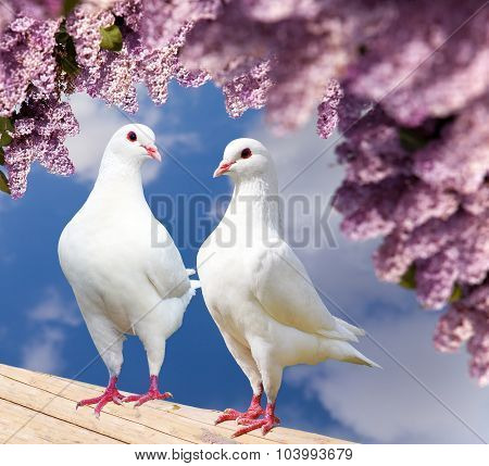 Two White Pigeons On Perch With Flowering Lilac Tree