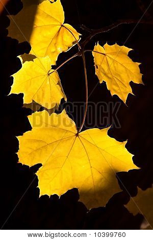 Arce de otoño