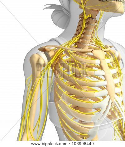Female Ribcage And Nervous System Artwork