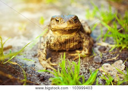 Brown frog in the grass in the sun