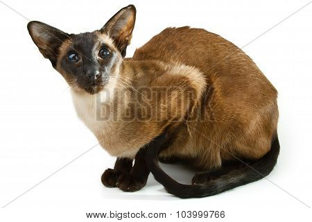 Oriental brown cat on a white background