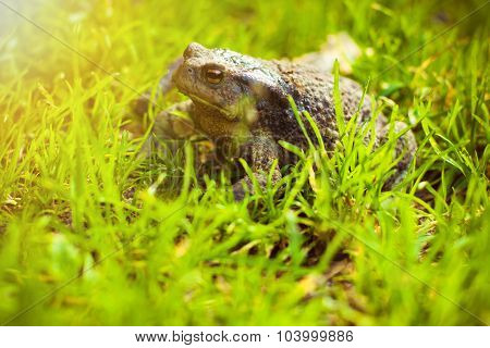 Brown frog in the grass in the sun side view