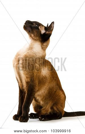 Oriental brown cat on a white background