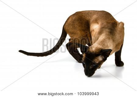 Oriental brown cat on a white background