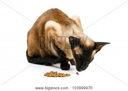 Oriental brown cat on a white background