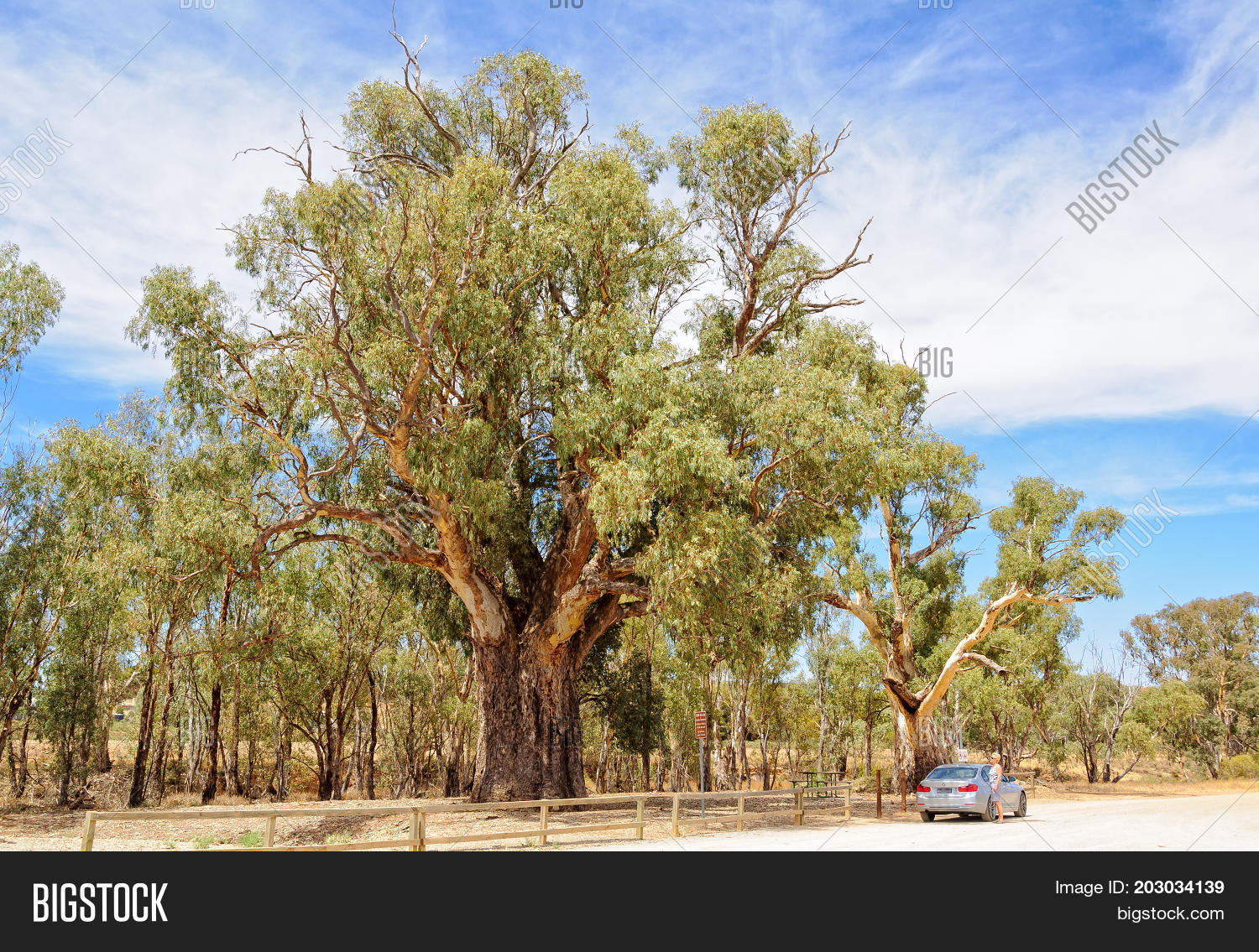 Giant River Red Gum Image & Photo (Free Trial) Bigstock