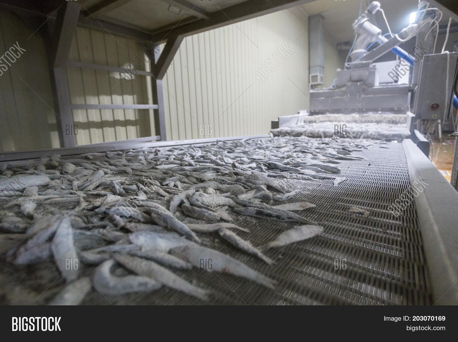 Fish Conveyor, Fish Image & Photo (Free Trial) Bigstock