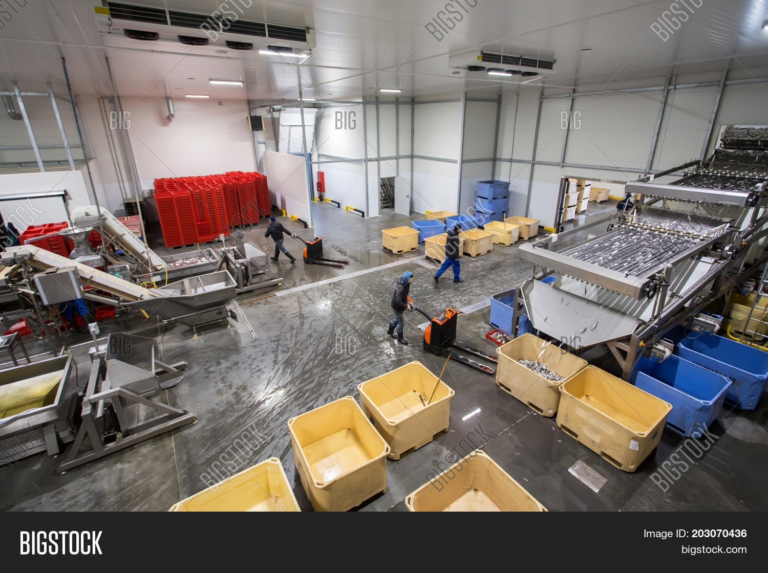 Fish Conveyor, Fish Image & Photo (Free Trial) Bigstock