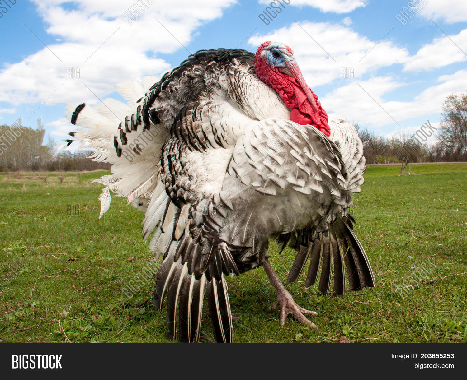 Turkey Male Gobbler Image & Photo (Free Trial) Bigstock