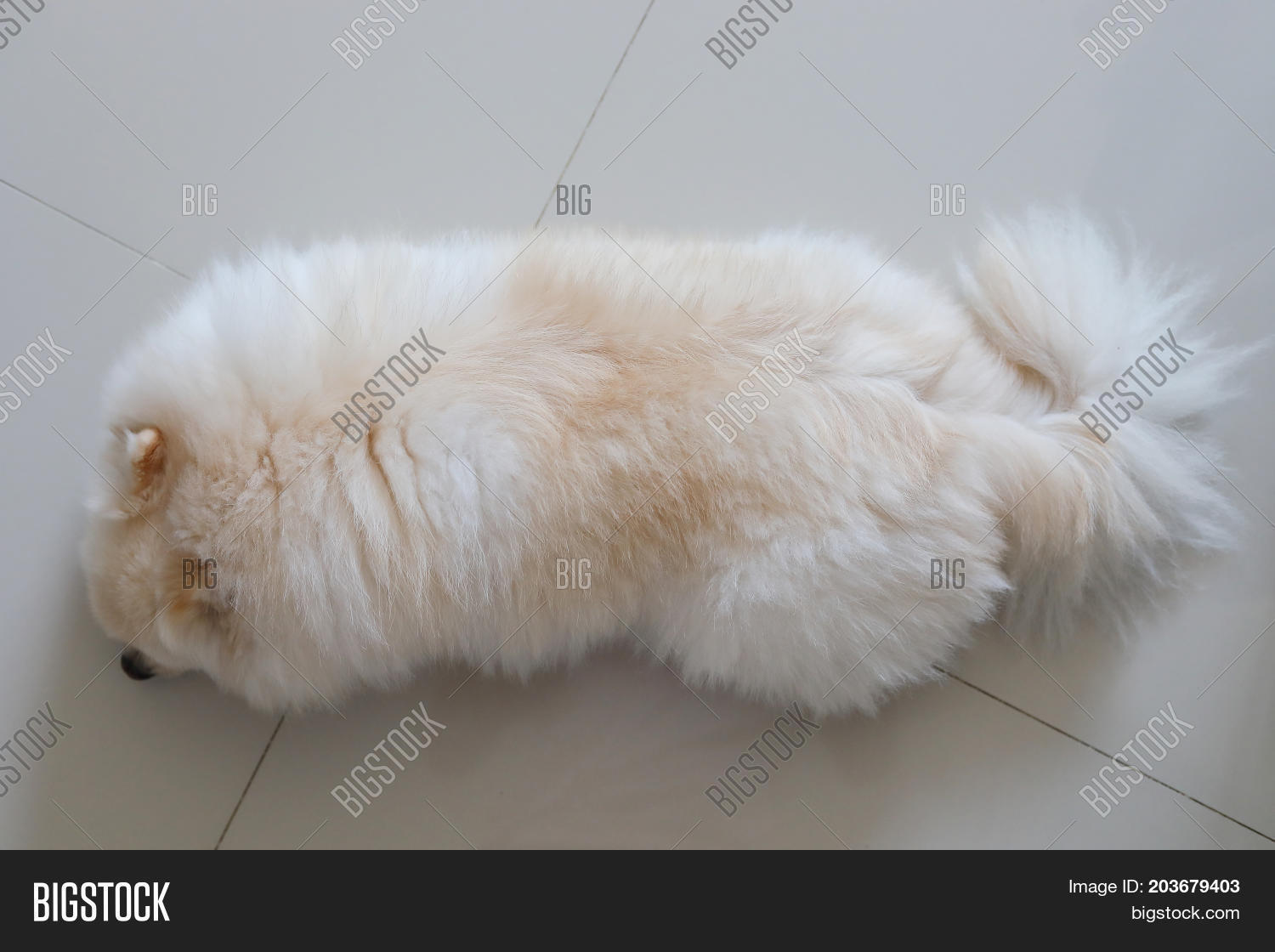 White Pomeranian Dog Image Photo Free Trial Bigstock
