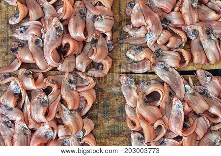 close up view of fresh fish selling on market