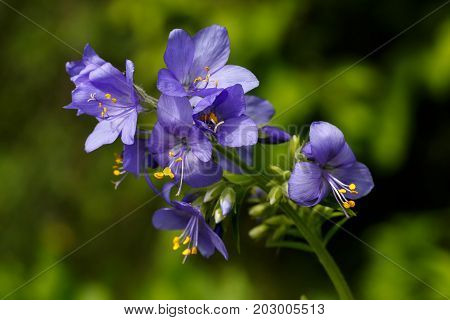 Flower Polemonium caeruleum. Garden branches. Blue, purple