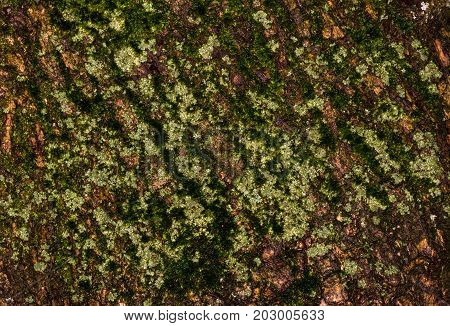 Ruby Wrinkled Bark